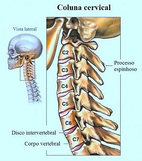 Coluna vertebral cervical ou pescoço 4