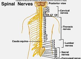 Coluna vertebral cervical ou pescoço 5